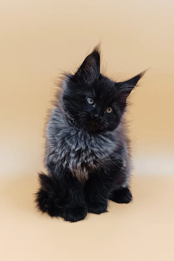 Fluffy black and gray kitten from Luxor Maine Coon Kitten collection