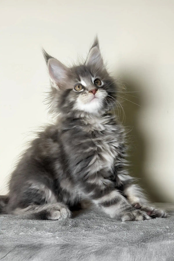 Lyra | maine coon kitten