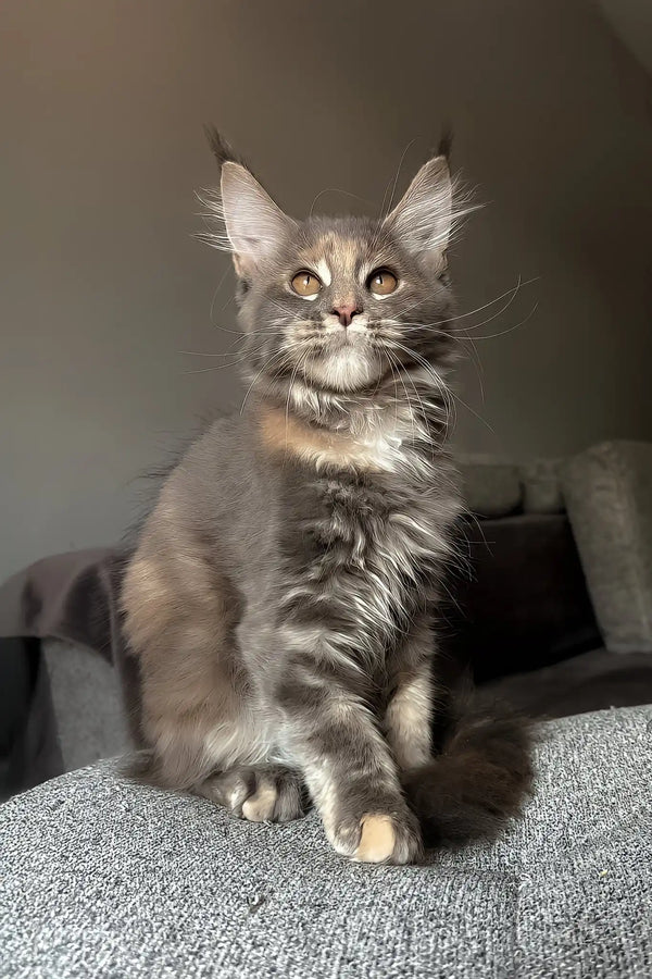 Lysandra | maine coon kitten