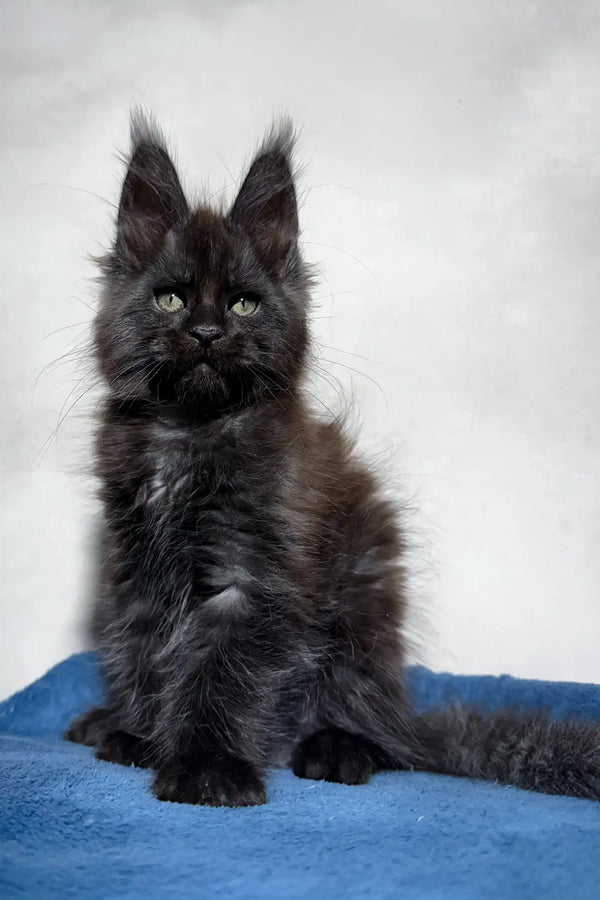 Adorable Black Maine Coon kitten from the product Maestro | Maine Coon Kitten