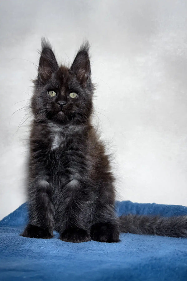 Black Maine Coon kitten playing with Maestro cat product, showcasing its playful nature