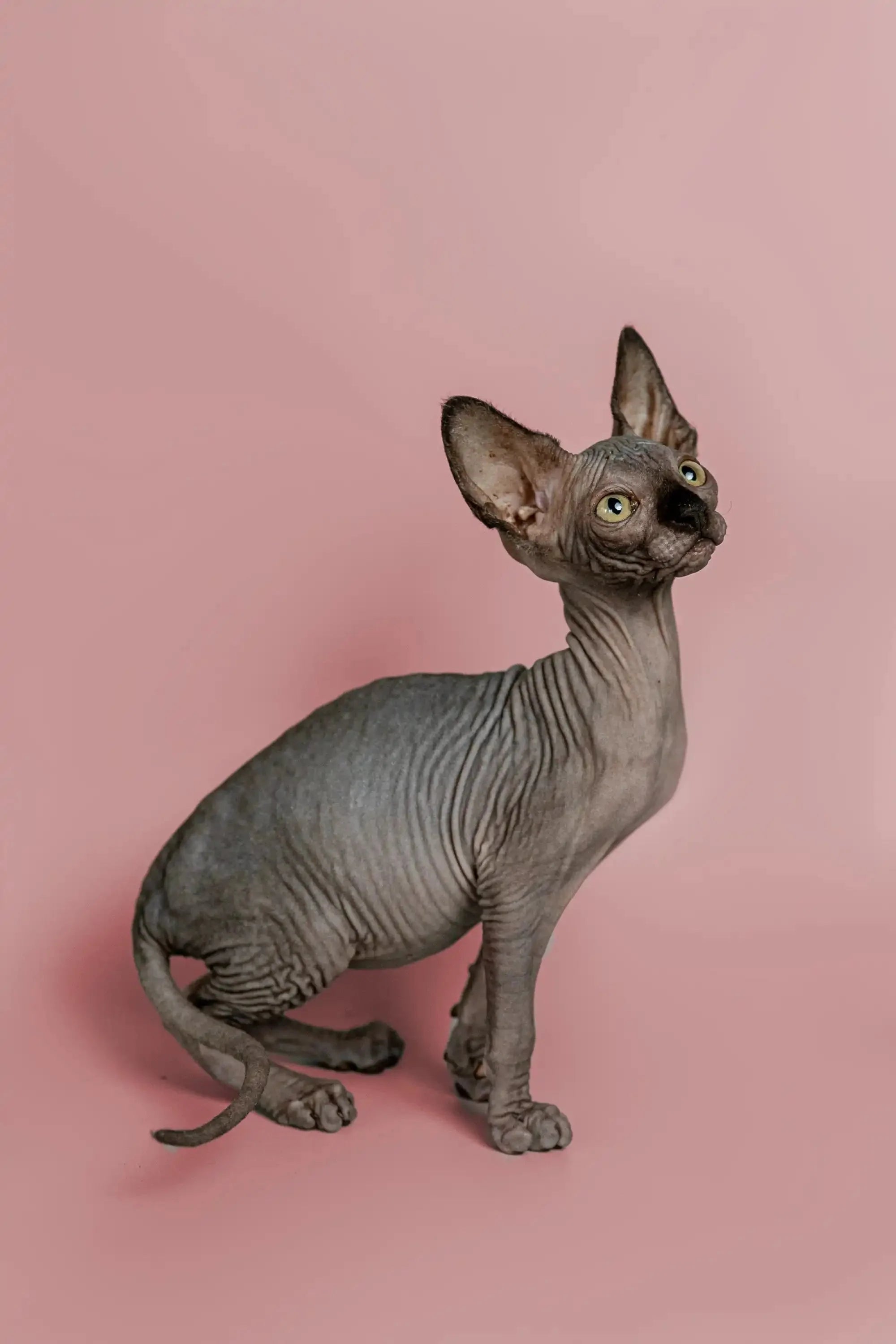 Magic Sphynx Kitten Loving Hairless Cat Figurine