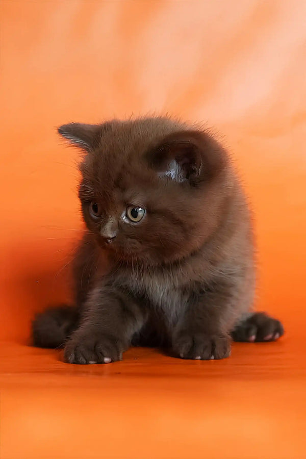 Magnus | british shorthair kitten