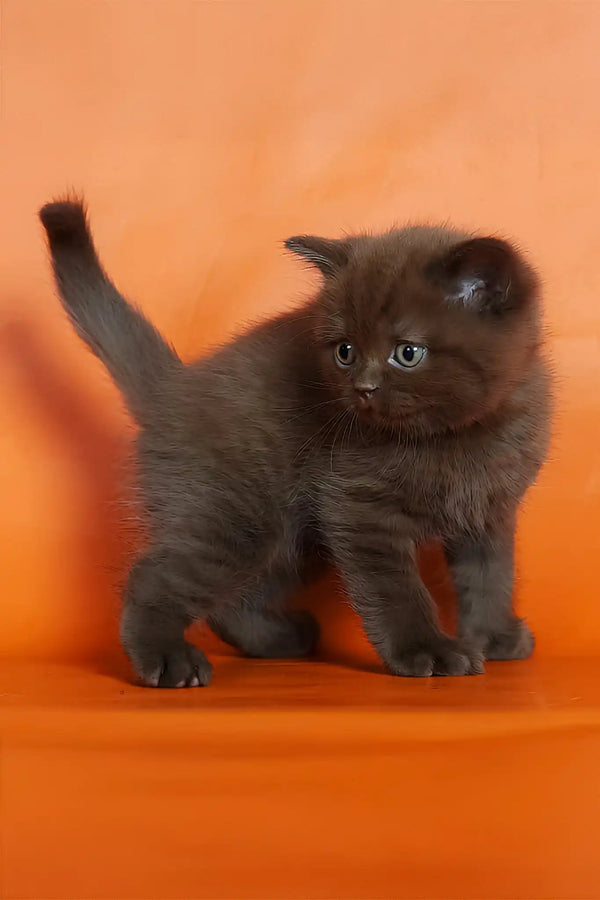 Magnus | british shorthair kitten