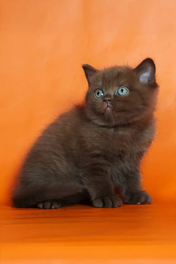 Magnus | british shorthair kitten