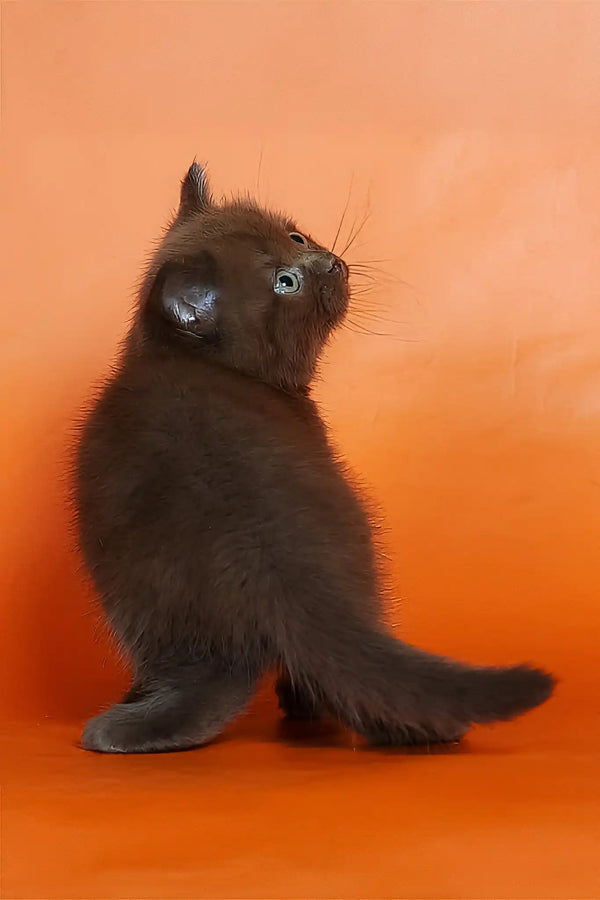 Magnus | british shorthair kitten