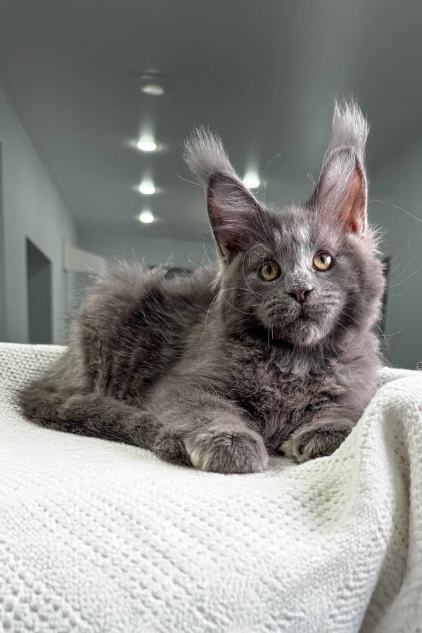 Gray Maine Coon cat chilling on a cozy white blanket for Majestic Maine Coon Kitten