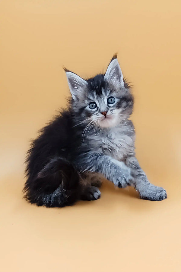 Fluffy gray and black Maine Coon kitten named Malvinka, super adorable and playful