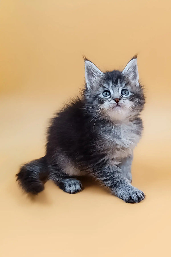 Fluffy gray and black kitten from Malvinka Maine Coon Kitten collection