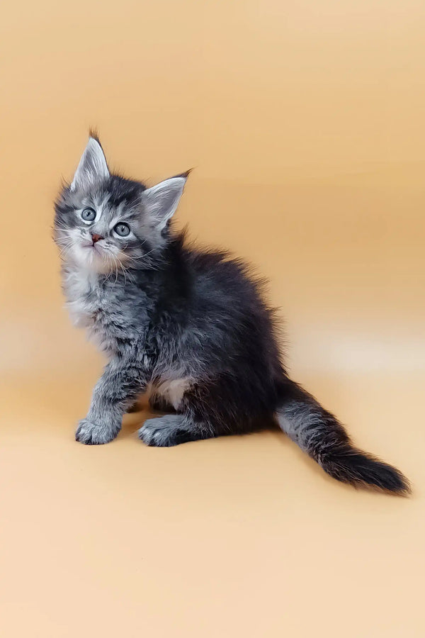 Fluffy gray and black Maine Coon kitten Malvinka looking adorable and playful
