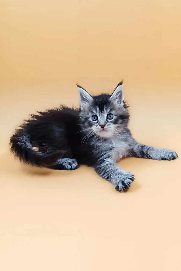 Gray and black tabby kitten from Malvinka Maine Coon Kitten product lineup