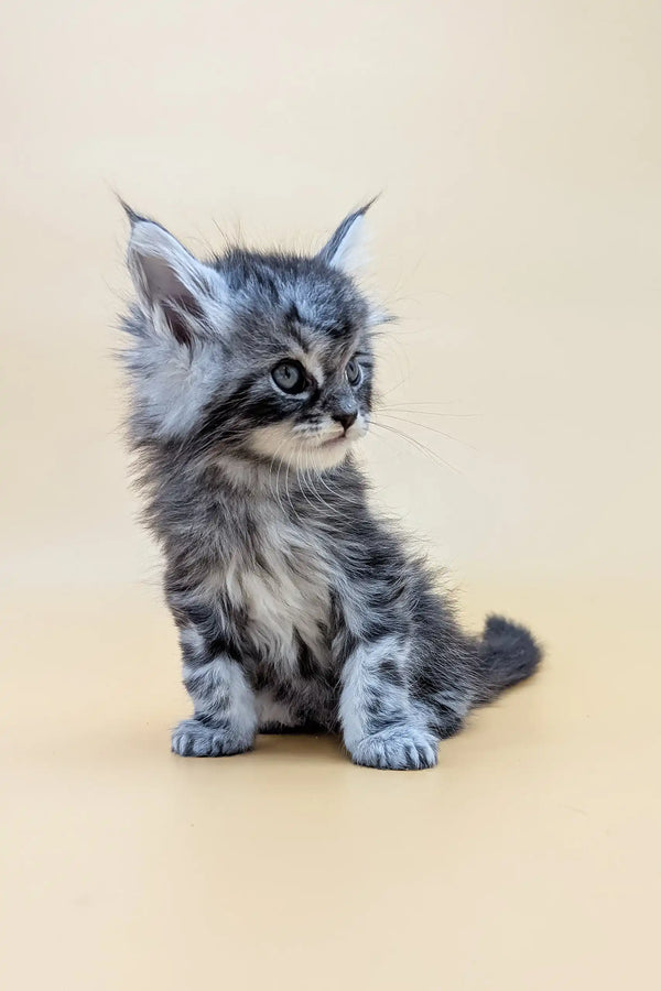 Fluffy gray tabby kitten in Mantra Maine Coon Kitten product collection