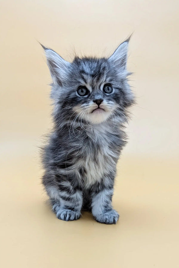 Gray tabby kitten in the Mantra Maine Coon Kitten product lineup