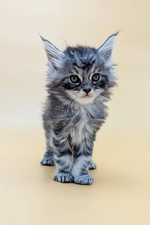 Cute Gray Tabby Kitten in a Mantra Maine Coon product display photo