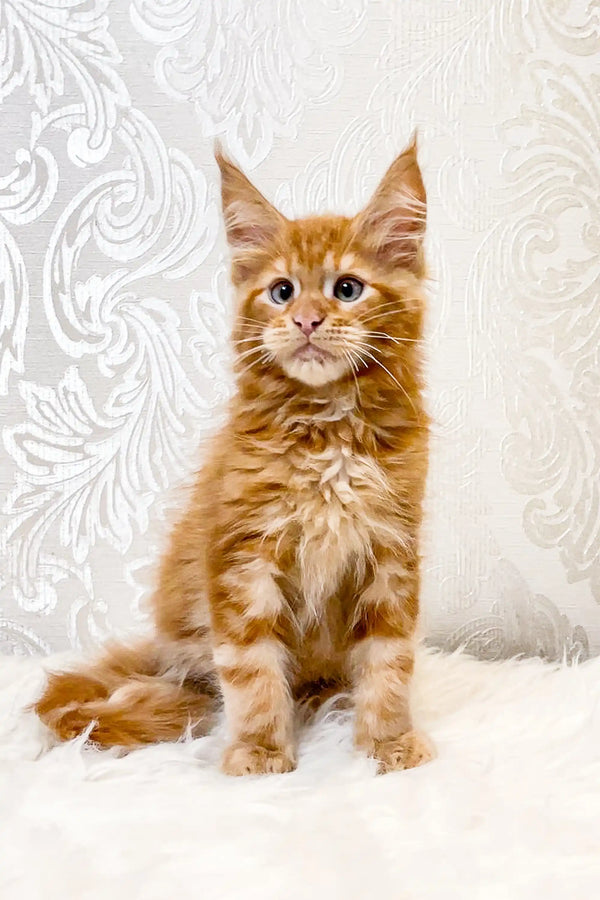 Ginger Maine Coon kitten with fluffy fur and alert expression in Marc product