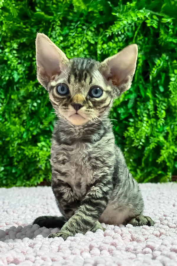 Marco | devon rex kitten