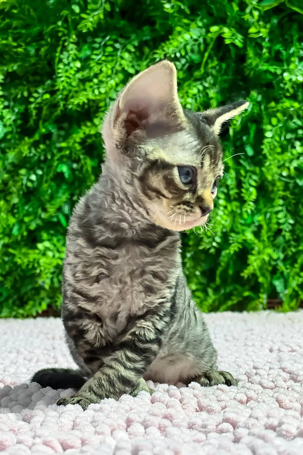 Marco | devon rex kitten