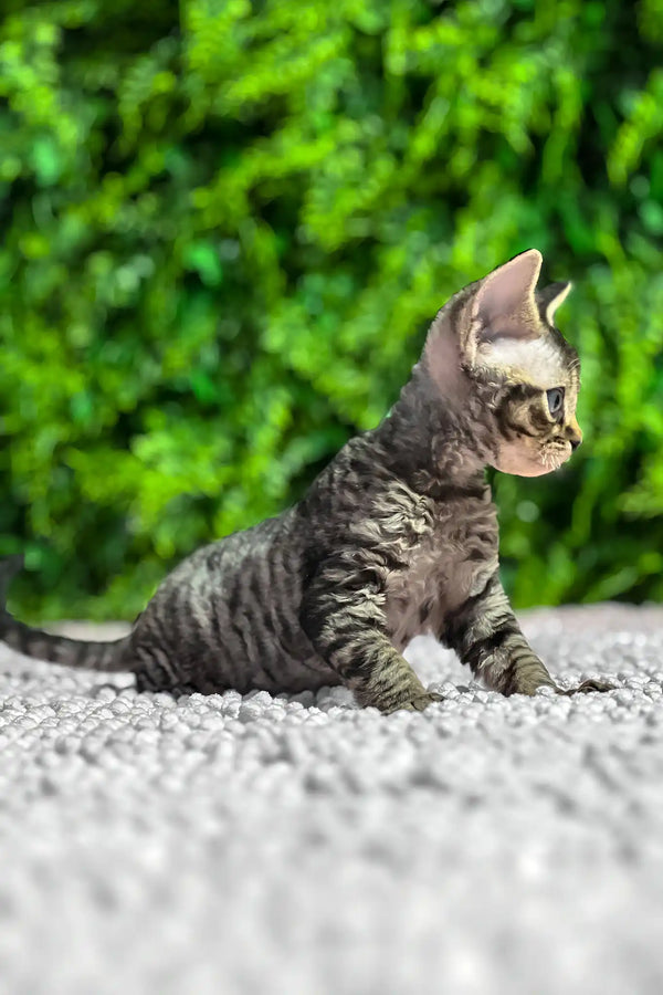 Marco | devon rex kitten