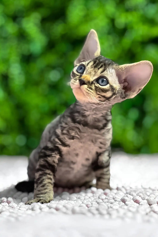 Marco | devon rex kitten