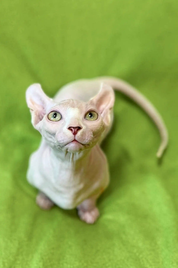 Sphynx kitten Marcuz with large ears and striking green eyes, captivating white beauty
