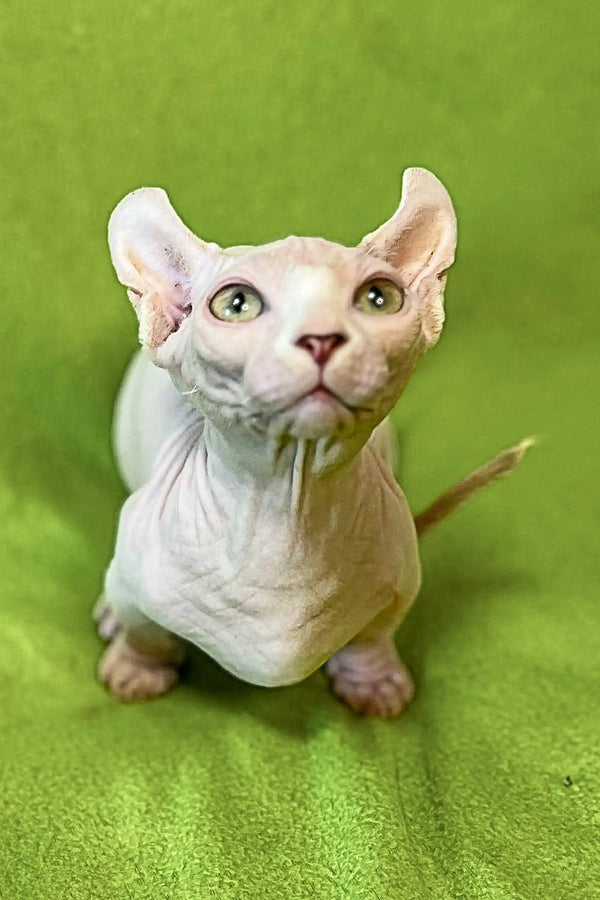 Captivating white Sphynx kitten with big ears and wrinkled skin on green surface