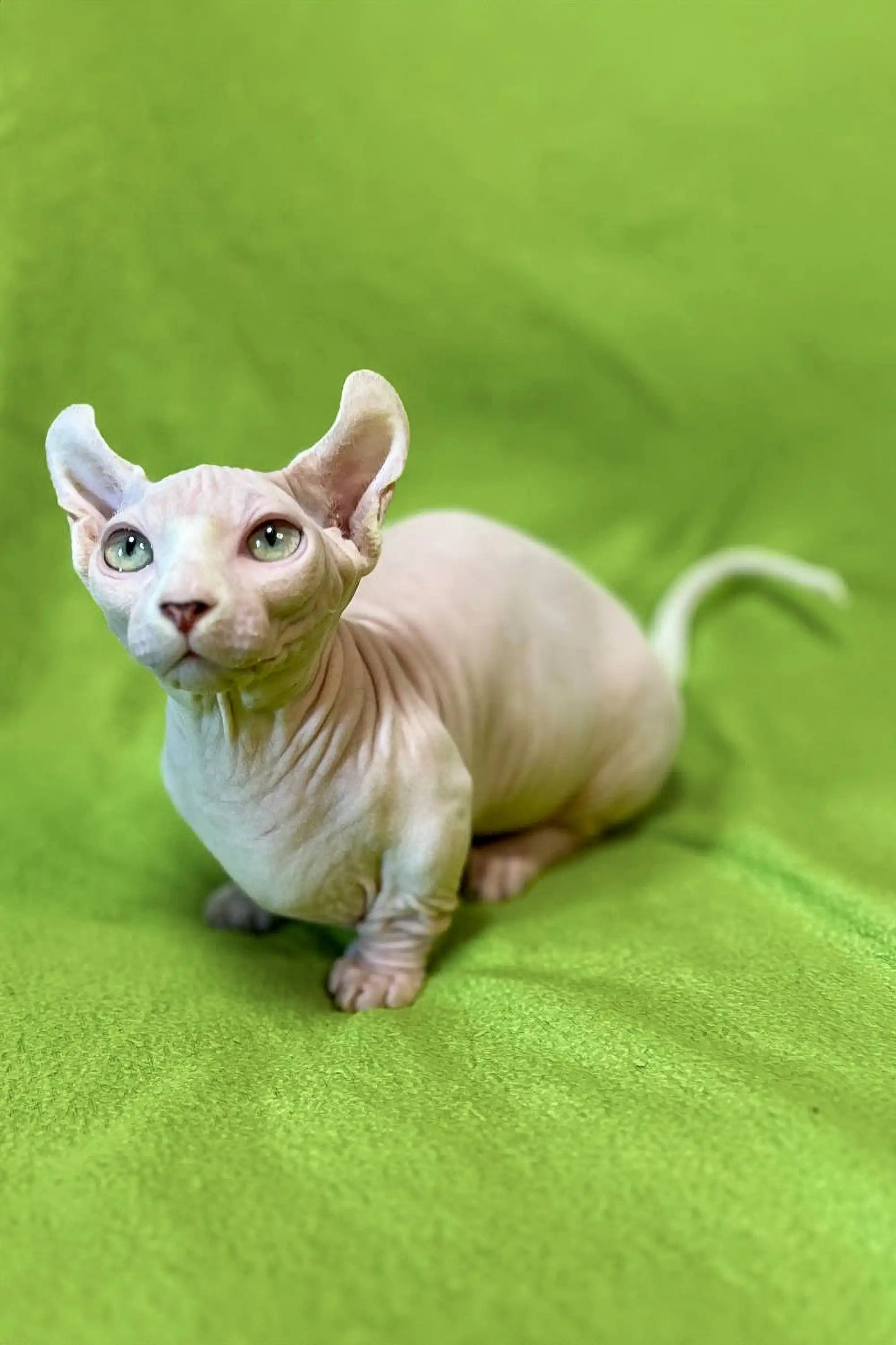 Cat Breed Cheap Hairless Cats For Sale Cat Breeds Sphynx Kitten