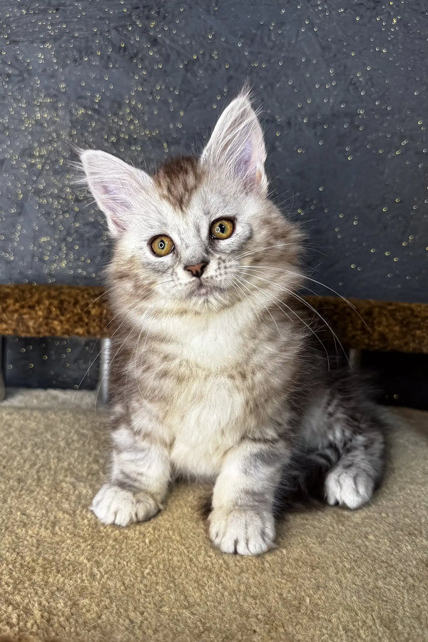 Adorable fluffy gray and white Maine Coon kitten with bright golden eyes named Marina
