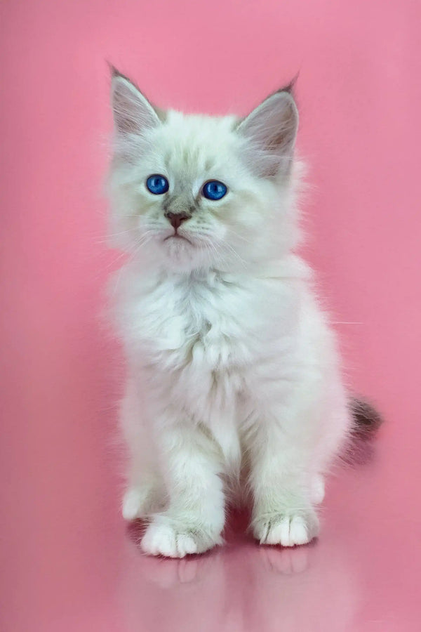 Adorable White Siberian Kitten named Mario with fluffy fur and stunning blue eyes