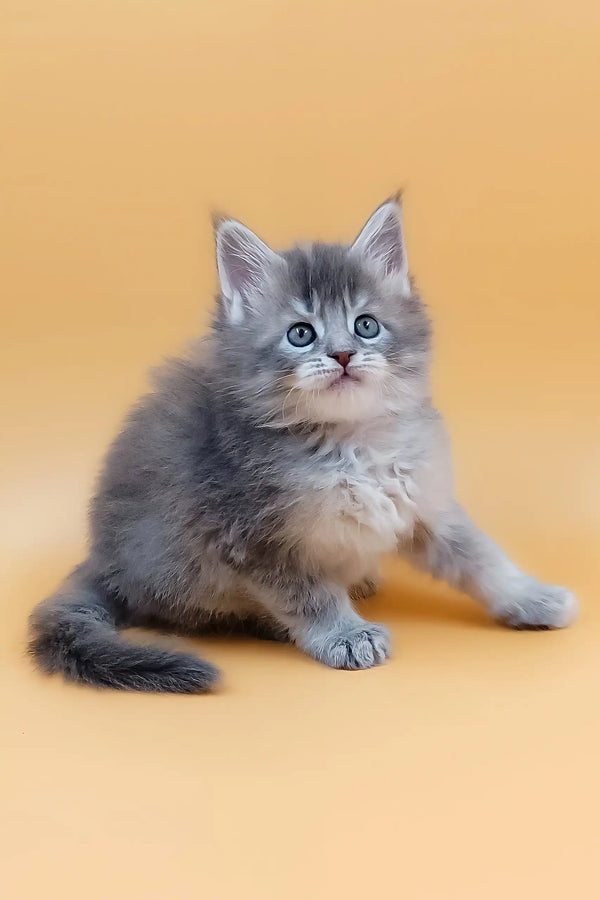 Fluffy gray Maine Coon kitten named Marissa with striking blue eyes