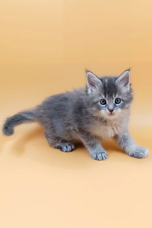 Fluffy gray kitten Marissa, a cute Maine Coon kitten ready for cuddles