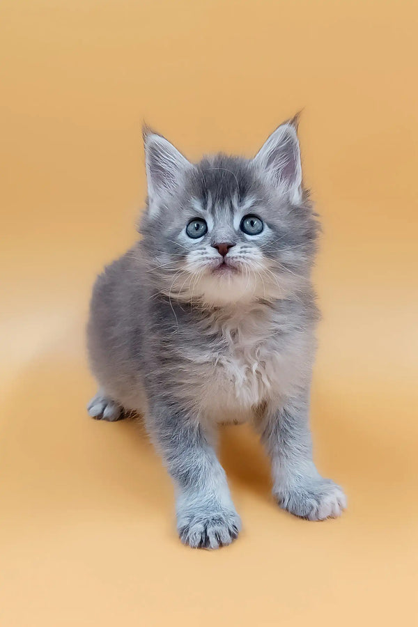 Fluffy gray Maine Coon kitten Marissa with striking blue eyes adorable and playful