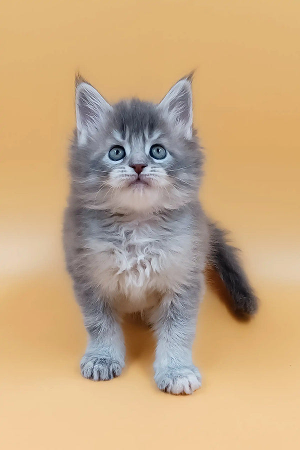 Fluffy gray Maine Coon kitten named Marissa with cute blue eyes