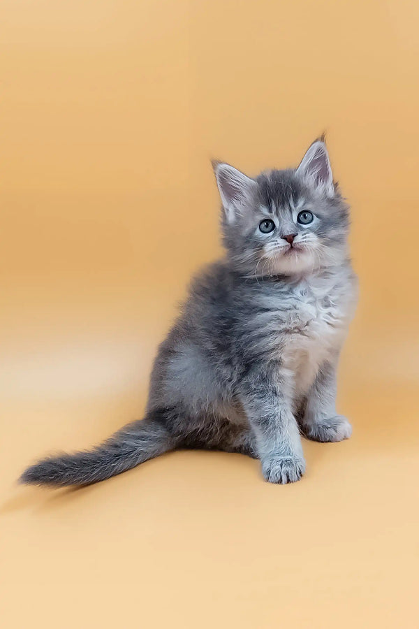 Fluffy gray Maine Coon kitten with blue eyes named Marissa
