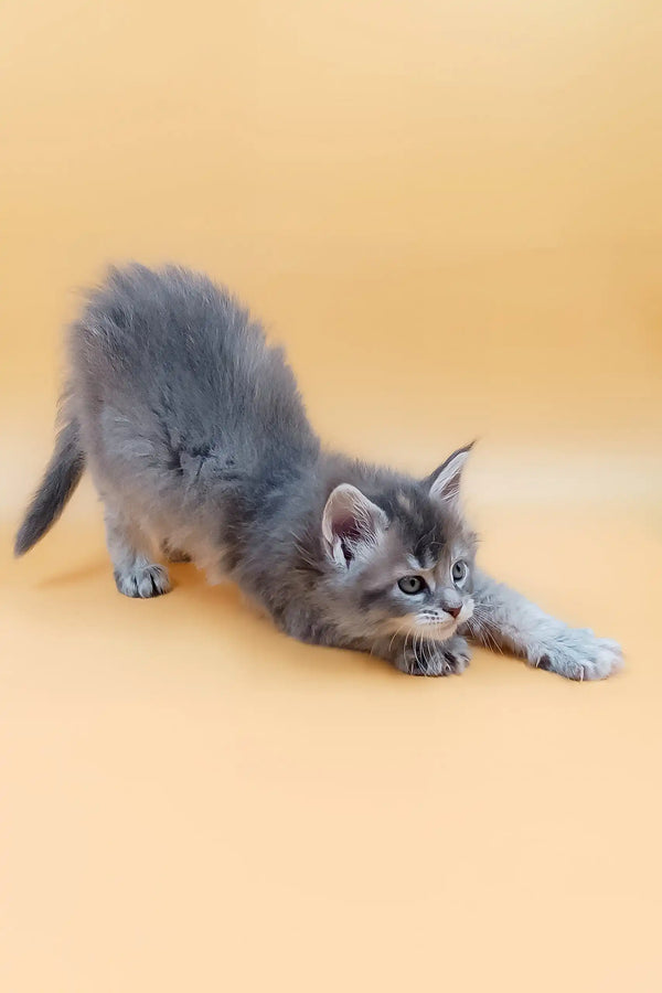 Cute Gray kitten stretching, part of the Marissa | Maine Coon Kitten collection
