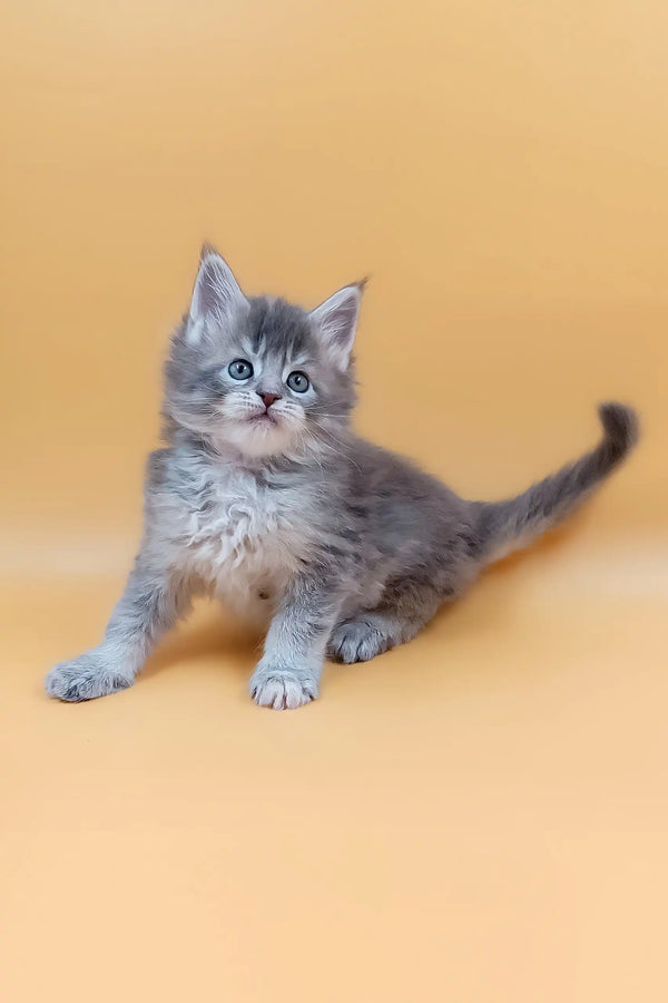 Gray fluffy kitten Marissa, a cute Maine Coon Kitten ready for cuddles