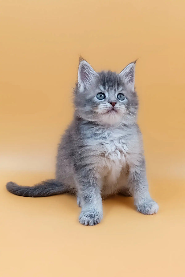 Gray tabby kitten with blue eyes in Marissa, the Maine Coon Kitten collection