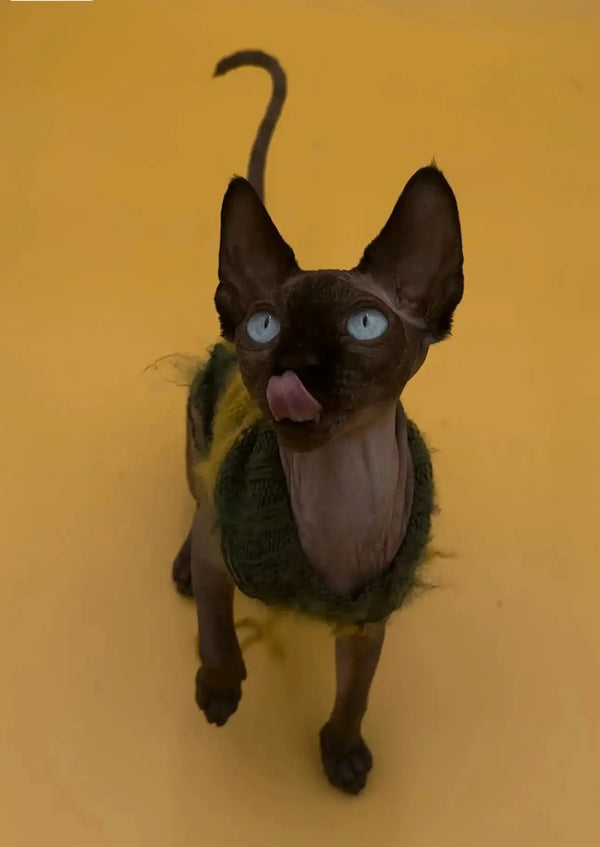 Cute Sphynx kitten named Marko with blue eyes and a playful pink tongue