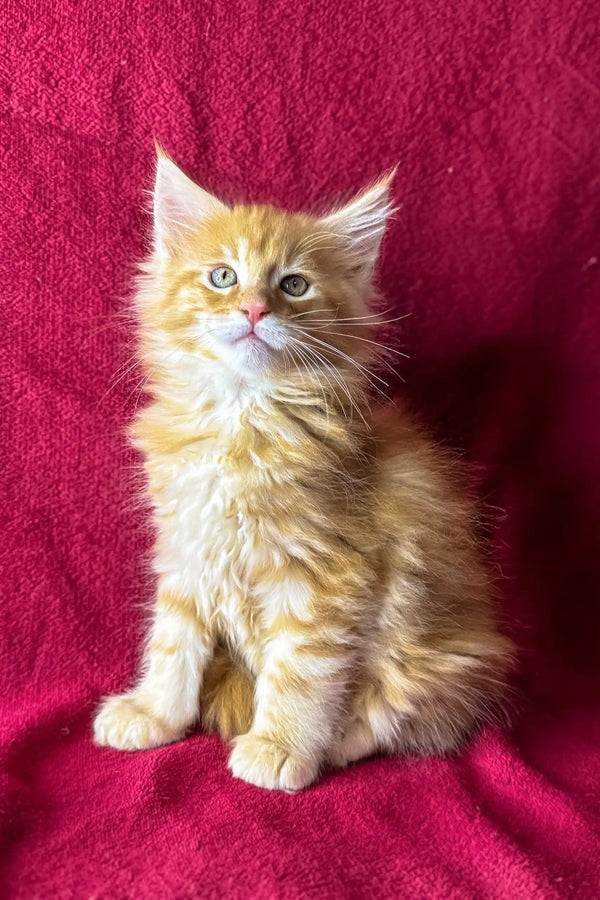Fluffy orange and white Maine Coon kitten Marley with bright blue eyes