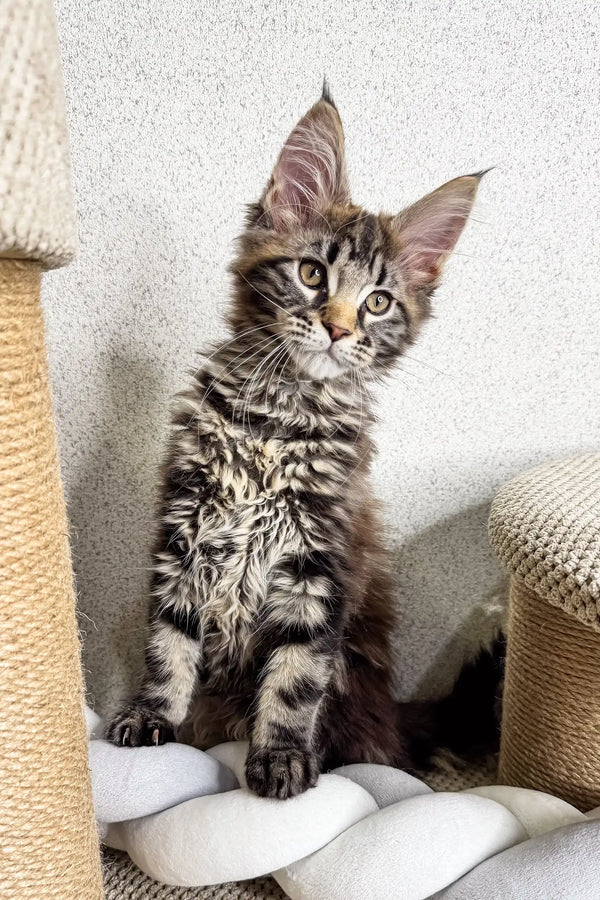 Striped Maine Coon kitten with cute ear tufts and fluffy fur for Marry product