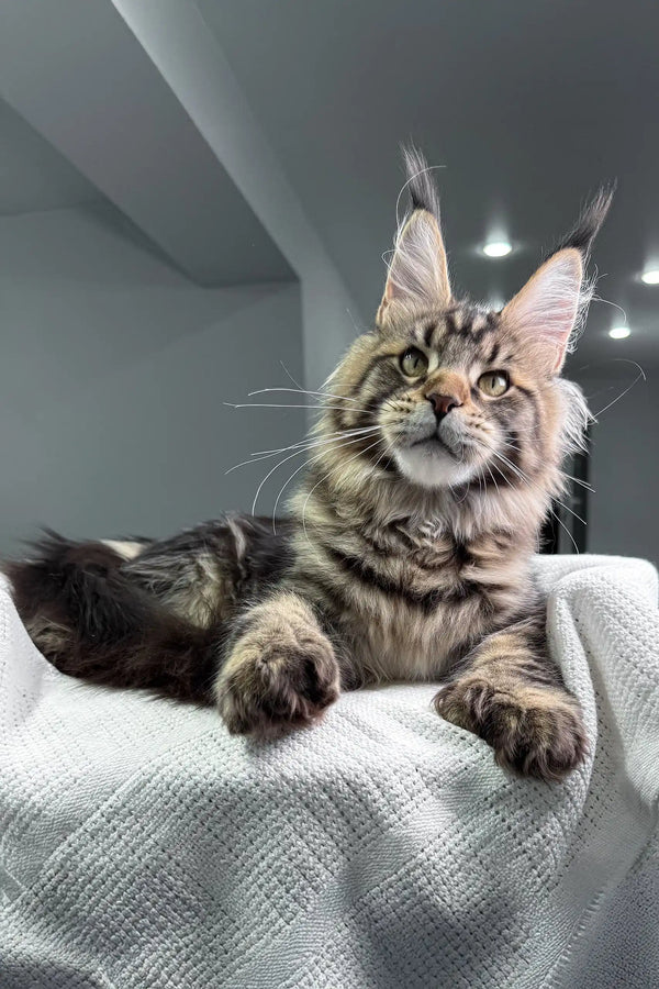 Maine Coon cat with tufted ears showcasing the Marry Polydactyl Maine Coon product