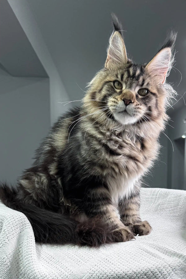 Fluffy tabby Maine Coon cat on display in Marry Polydactyl Maine Coon product