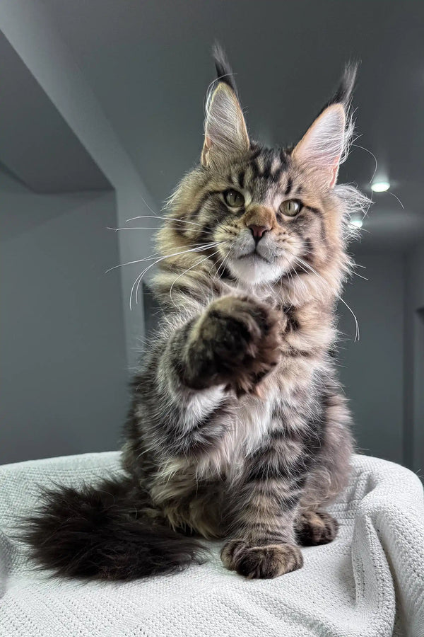 Adorable Maine Coon kitten with raised paw in Marry | Polydactyl Maine Coon product