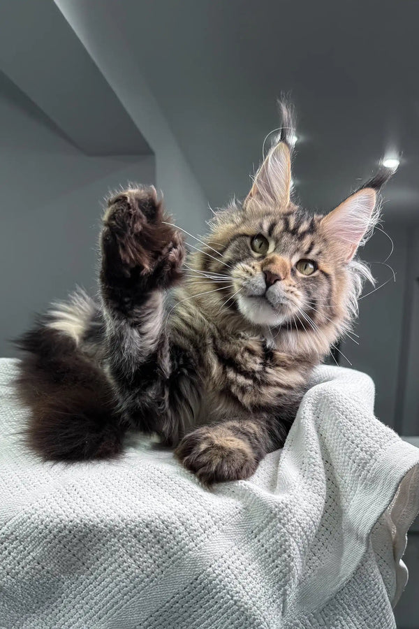 Adorable Maine Coon kitten Marry playfully raising her polydactyl paw