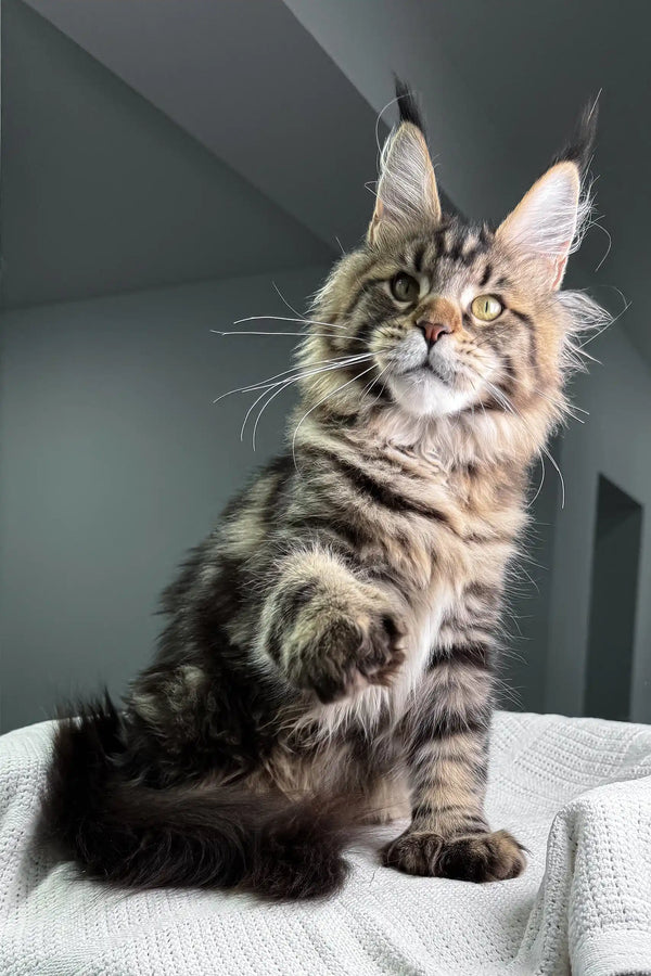 Tabby Maine Coon kitten named Marry with polydactyl paws ready for cuddles