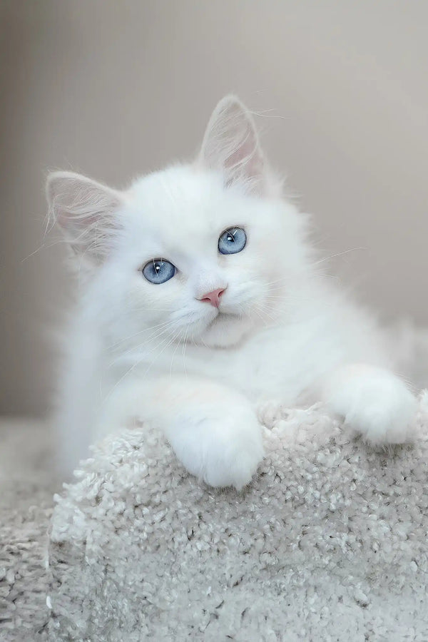 Marshal | siberian kitten