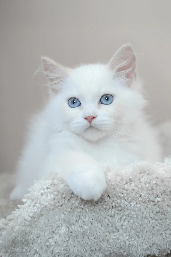 Marshal | siberian kitten