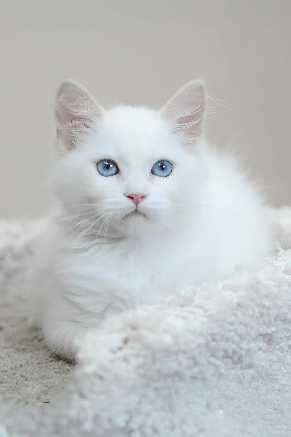 Marshal | siberian kitten