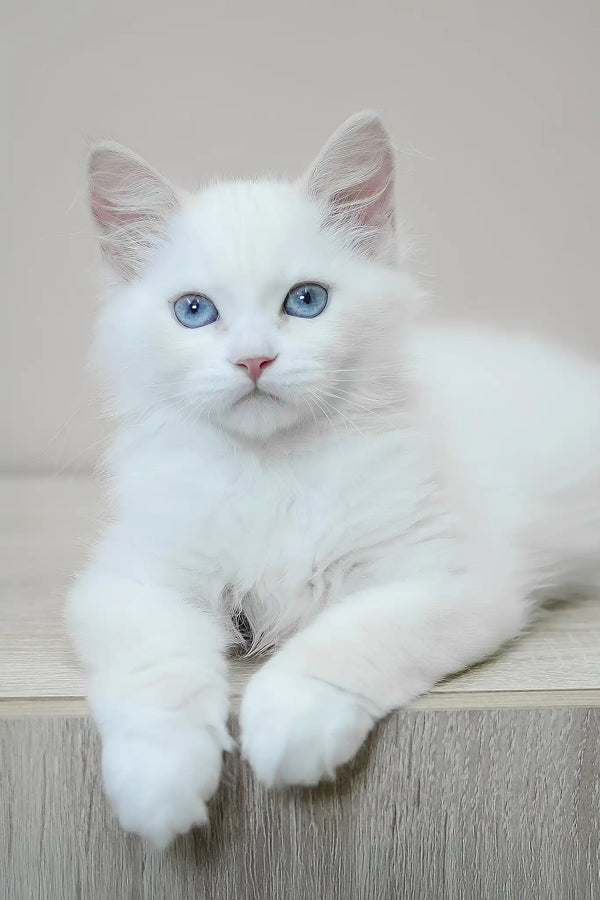 Marshal | siberian kitten