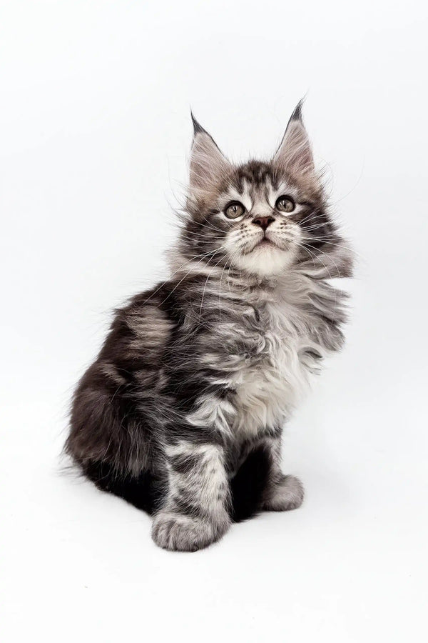 Gray and black Maine Coon kitten named Marsy with extra toes looking adorable
