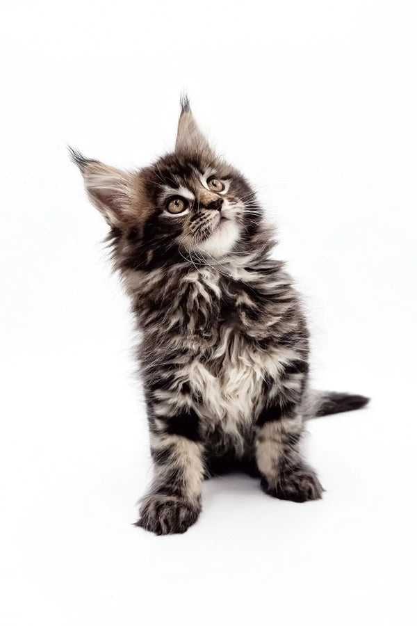 Fluffy tabby kitten with tufted ears in Marta Maine Coon Kitten product